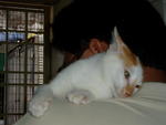 PF15277 - Domestic Short Hair Cat