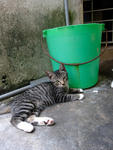 Maru, Abu Dan Baik - Domestic Short Hair Cat