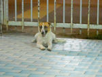 Found In Tmn Saraya / Tmn Muda - Mixed Breed Dog