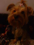 Sharggy - Yorkshire Terrier Yorkie Dog