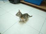 Little One - Domestic Short Hair Cat