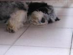 chich lying on the floor.