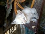 Parision - Persian + Extra-Toes Cat (Hemingway Polydactyl) Cat