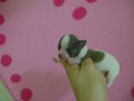 Tiny Taiwan Homebred Chihuahua  - Chihuahua Dog