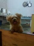 Terrier Found In Factory In Rawang - Terrier + Shih Tzu Dog