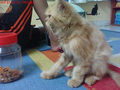 Taru - Domestic Long Hair Cat