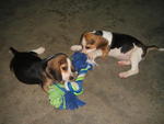 Beagle Pups - Beagle Dog