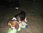 Beagle Pups - Beagle Dog