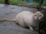 Pishi - Domestic Medium Hair Cat