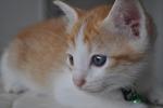 Scarlett - Domestic Short Hair Cat