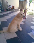 Ricky - Golden Retriever Dog