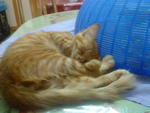 Aming - Siamese Cat