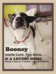 Booney - Mixed Breed Dog