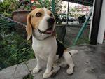 Manja - my beagle