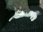 Bluewhite - Domestic Long Hair + Persian Cat