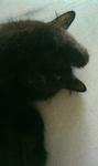 Blacky - Domestic Long Hair + Persian Cat
