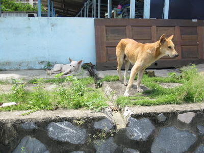 Where To Get My Dog Neutered Near Me Where To Get My Dog Neutered Near Me