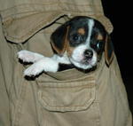 Cute Pure Pocket Beagle With Mka - Beagle Dog