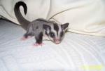 Homebred Sugar Glider Baby Package - Sugar Glider Small & Furry