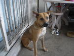 Sugar - Mixed Breed Dog