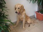 Found In Bu Up For Adoption - Golden Retriever Dog