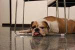 Trixie - English Bulldog Dog