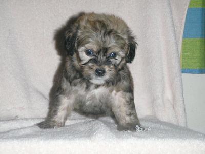 shih tzu poodle mix price shih tzu poodle puppy sold 7 years 1 month poodle mix shih tzu from setapak shih tzu poodle mix price shih tzu poodle puppy sold 7 years 1 month poodle mix shih tzu from setapak