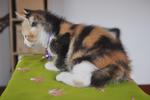 Claire - Domestic Short Hair + Calico Cat
