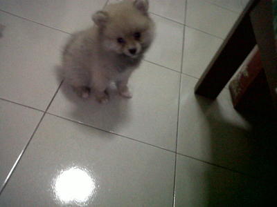 pomeranian breeders malaysia pomeranian puppies sold 3 months pomeranian puppy 3 months from kluang johor pomeranian breeders malaysia pomeranian puppies sold 3 months pomeranian puppy 3 months from kluang johor