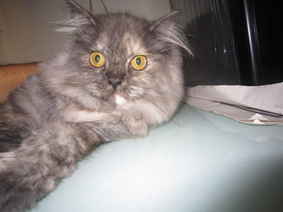 Lucie - Persian Cat