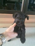 Pure Black Mini Schnauzer With Cert - Schnauzer Dog