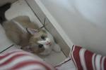 Shiro - Domestic Short Hair Cat