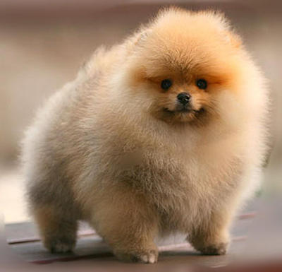 sheltie pomeranian mix puppies sale pom chow quotes sheltie pomeranian mix puppies sale pom chow quotes