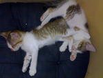 Koku N Amci - Domestic Short Hair + Domestic Medium Hair Cat