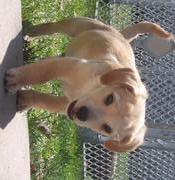 Lucky  - Golden Retriever Mix Dog
