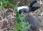 Dada - Angora Rabbit Rabbit