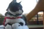Tot @ Bendot - Domestic Medium Hair + Tuxedo Cat