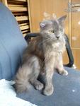 Bobot - Domestic Long Hair Cat