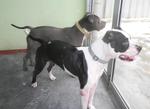 Elsa &amp; Stan - Staffordshire Bull Terrier Dog