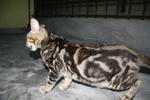 Rocky - Bengal Cat
