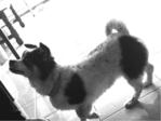Kiki - Mixed Breed Dog