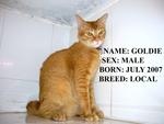 Goldie - Domestic Short Hair Cat