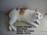 Pacable - Domestic Short Hair Cat