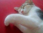 Sleeping beauty