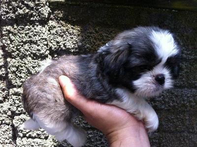 Shih+tzu+mixed+with+pekingese+puppy