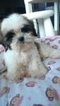 Shih Tzu For Sale. - Shih Tzu Dog