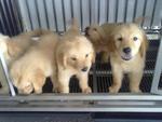 Pure Golden Retreiver Puppies Mka - Golden Retriever Dog