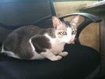 Amy - Domestic Short Hair Cat