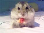Ngan - G - Short Dwarf Hamster Hamster