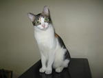 Pai Pai - Extra-Toes Cat (Hemingway Polydactyl) Cat